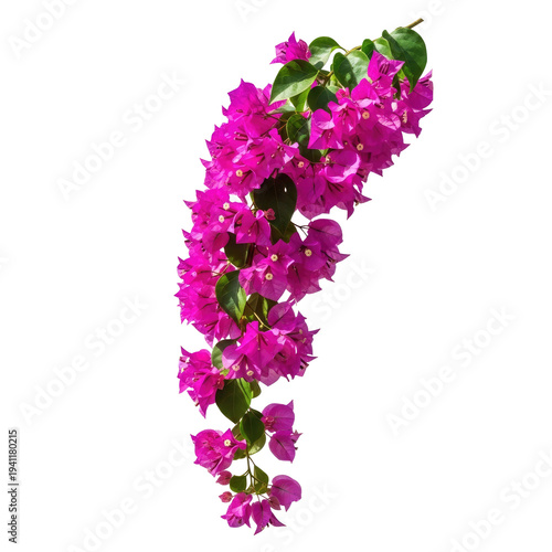 Vibrant fuchsia bougainvillea flowers cascading on a dark background isolated on a transparent background