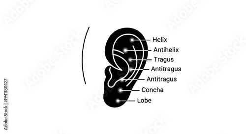 Detailed human ear anatomy diagram outlining cartilage structures and common piercing locations