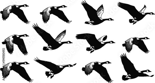 Flying geese silhouette vector illustration with wing motion stages, bird flight artwork, ornithology design concept, wildlife nature study collection