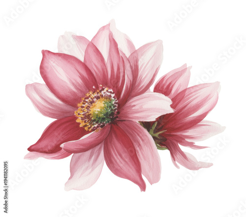 Pink flowers Watercolor Botanical illustration Floral art Dahlia - Elegant Blossom