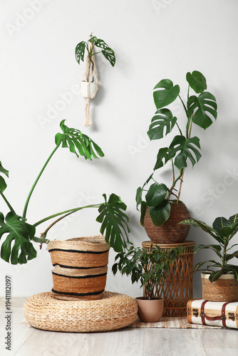 Different Monstera housepla...