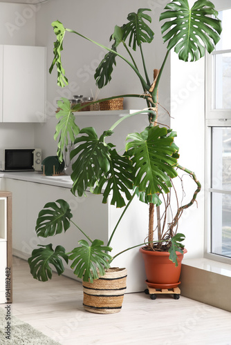 Monstera houseplants in int...