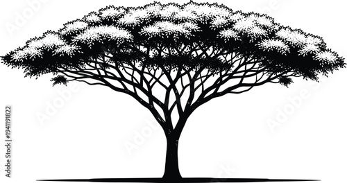 Silhouetted acacia tree illustration, wide flat canopy, branching structure, savanna landscape icon, African nature symbol, detailed foliage texture artwork