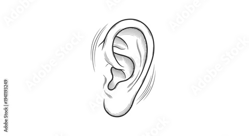 Precision line drawing of the human auditory organ capturing intricate anatomical detail on a