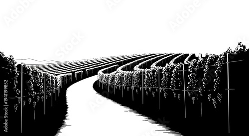 Rustic black and white illustration of a sprawling vineyard with a winding path through fruitful