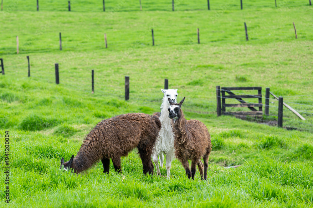 Naklejka premium Llamas standing and grazing in a vibrant green meadow