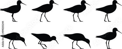 Shorebird silhouette poses collection, coastal wading bird walking and feeding set, wildlife nature vector isolated illustration