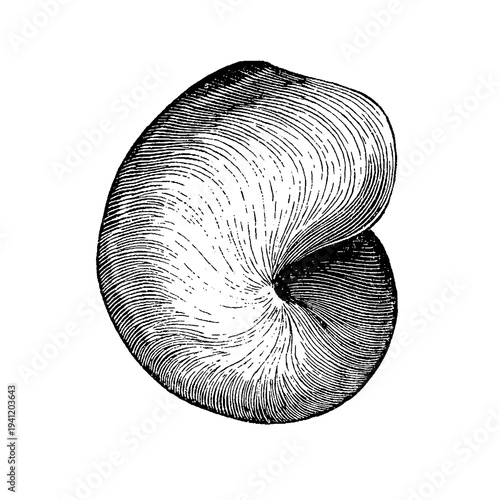 Картината върху платно Bellerophon bilobatus, fossil gastropod showing symmetrical coiled shell with distinct aperture and bilobed form, old vintage illustration, 1897