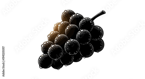 Exquisite hand-drawn cluster of dark grapes with glistening dew drops fresh organic fruit