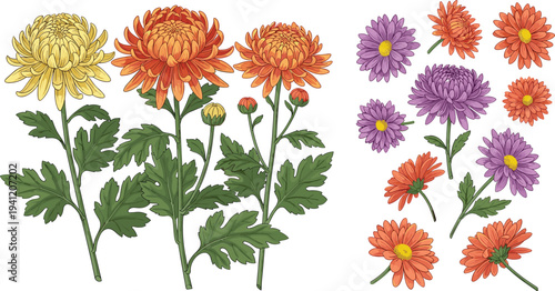Chrysanthemum Flowers Vector Set with Colorful Blooming Garden Mums Botanical Floral Illustration