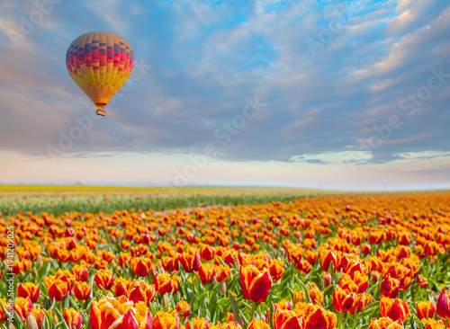 Hot air balloon flying over orange red tulip fields with cloudy sky