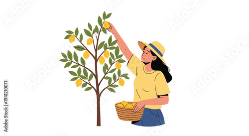 A woman in a yellow hat is diligently harvesting bright yellow lemons from a small lemon tree placing them into a woven basket on a white background, Generative AI.