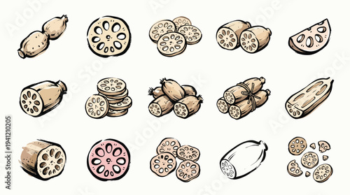 A collection of hand-drawn illustrations depicting various forms of lotus root, including whole roots, sliced sections, and cross-sections showing the characteristic holes.