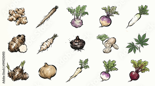 A collection of various root vegetables and tubers, illustrated in a detailed, hand-drawn style.