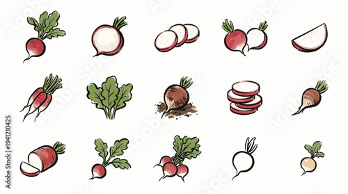 A collection of hand-drawn illustrations depicting various radishes in different forms, including whole roots, sliced, and with leafy greens.