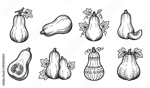 Butternut squash and pumpkin variety sketches for autumn harvest and healthy cooking themes