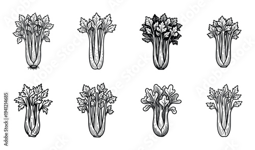 Celery stalks and leaves illustrations on transparent background fresh vegetable plant vector