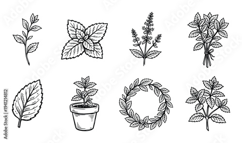 Collection of fresh mint leaves and branches on transparent background vector illustration