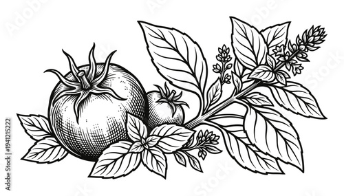 Engraved style illustration of fresh tomatoes and basil leaves and blossoms, ready for Italian cuisine