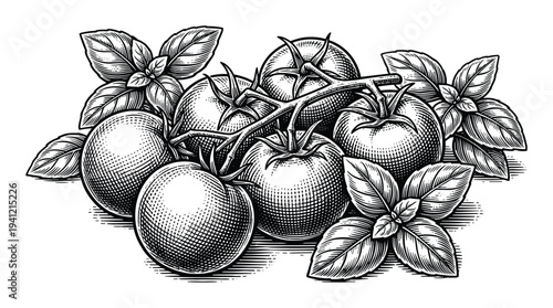 Engraved illustration of cluster of ripe tomatoes with basil on transparent background