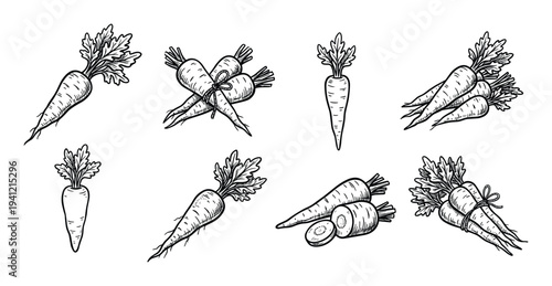 Fresh carrot collection featuring whole roots with tops bundles and sliced pieces in detailed hand drawn style