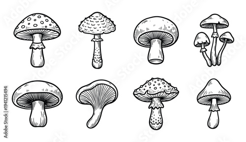 Hand drawn sketch of different mushrooms on transparent background