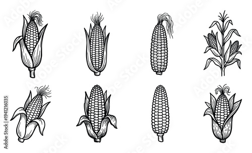 Set of corn drawings and illustrations on transparent background