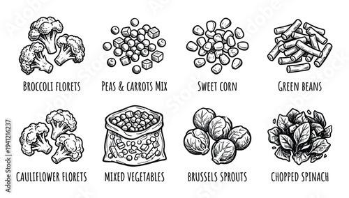 Set of eight hand-drawn illustrations showcasing different types of frozen and fresh vegetables