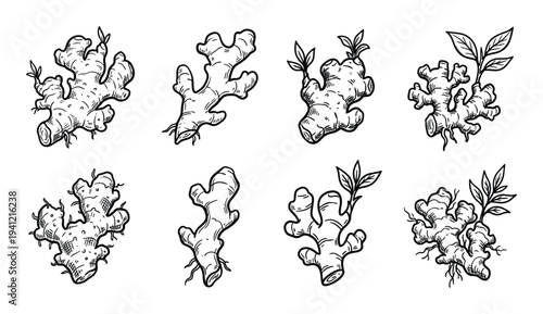 Set of eight hand-drawn illustrations showcasing ginger roots in various forms