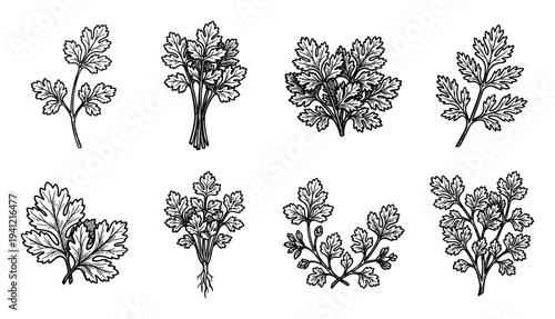 Set of parsley sprigs and leaves drawings on transparent background