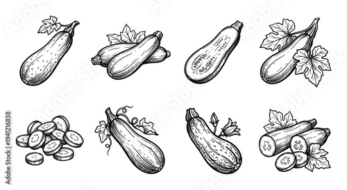 Zucchini hand drawn set of squash courgette sketches for organic farm food design