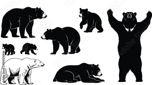 Bear, silhouettes, collection, wild, animal, black, grizzly, polar, wildlife, mammal, nature, forest, predator, vector, illustration, animal, set, wildlife, design, concept