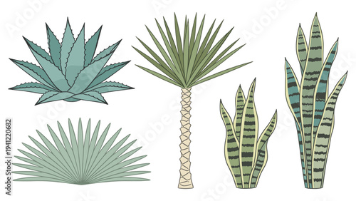 Stylized set elements various tropical foliage collection featuring diverse desert plants and succulents for design