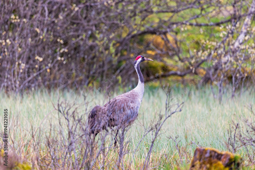 Fototapeta premium Crane standing on a bog at spring