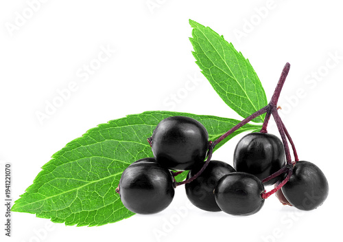 Delicious ripe black elderberries with green leaves isolated on a white background. Branch of fresh Sambucus, healing berries.