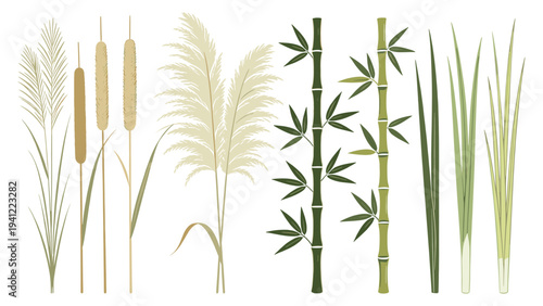 Detailed vector set elements various tropical foliage collection with pampas grass, bamboo stalks, and cattails, ideal for botanical designs
