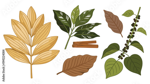 Botanical collection of various tropical foliage elements, aromatic spices, and natural plant leaves set