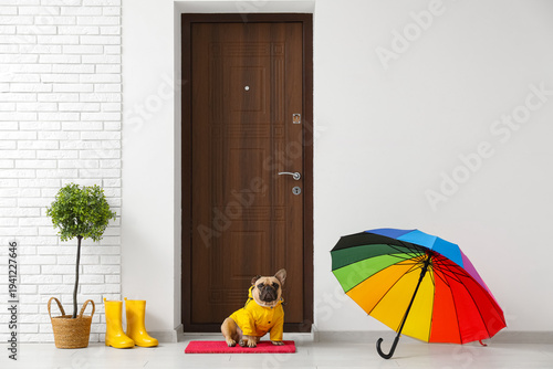 Cute French bulldog with ra...
