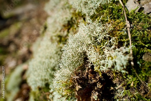 Close-up of reindeer lichen and moss on a sunlit forest rock — natural texture and detail