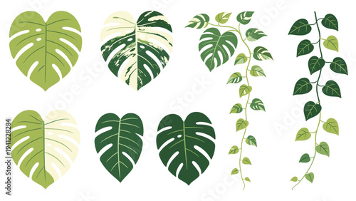 A versatile set elements various tropical foliage collection featuring diverse Monstera and vining plant leaves for botanical design
