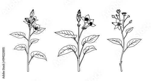 Tobacco plant set with fine line art depiction featuring botanical illustration, elegant thin lines, isolated on white with tobacco leaves and flowers