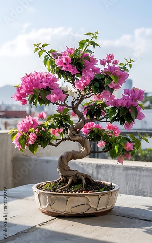 Flowering pink bougainvillea bonsai tree on terrace with warm sunset city background. Golden sunset lighting highlights the artistic curved bonsai trunk and flowers.