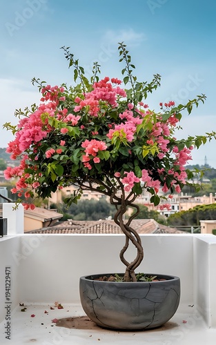Colorful bougainvillea bonsai tree with dense pink blossoms creating a vibrant ornamental garden display.