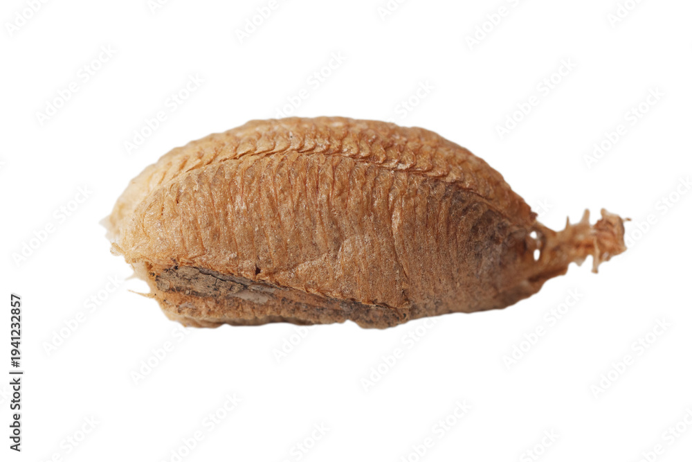 Naklejka premium A brown object on a white background. This is a caterpillar pupa