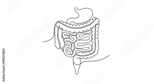 Continuous line drawing of the human digestive system showing the large and small intestines on a clean white background for medical education.