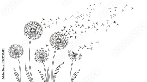 Monochrome line drawing of three dandelions with seeds dispersing in the wind, a delicate botanical illustration.