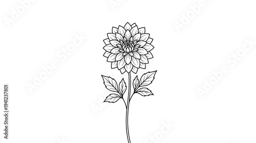 Line drawing of a single dahlia flower with a slender stem and leaves in a black-and-white botanical illustration