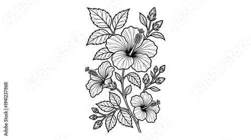 Detailed black-and-white botanical illustration of hibiscus flowers with leaves and buds in a refined line drawing.