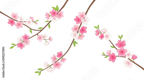 Delicate pink cherry blossom branches on a white background, a graceful spring floral composition for design, weddings, and nature-inspired projects