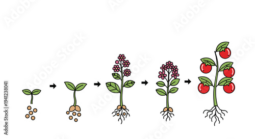 Growth stages of a tomato plant from seeds to a mature plant with red fruits are shown in a sequence of colorful illustrations.